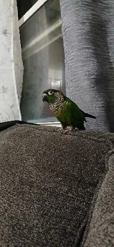 Green, check conure - Photo 3