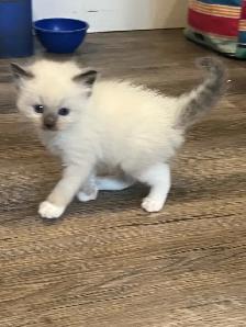 Purebred Ragdoll Kittens
