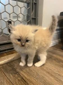 Purebred Ragdoll Kittens - Photo 2