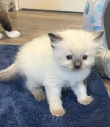 Purebred Ragdoll Kittens - Photo 3