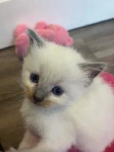 Purebred Ragdoll Kittens - Photo 4