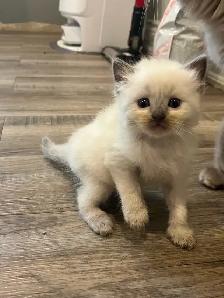 Purebred Ragdoll Kittens - Photo 5