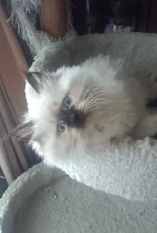 Beautiful Himalayan Ragdoll kittens