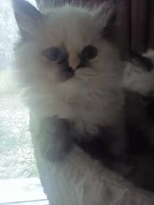 Beautiful Himalayan Ragdoll kittens - Photo 2