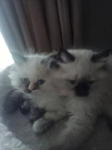 Beautiful Himalayan Ragdoll kittens - Photo 3