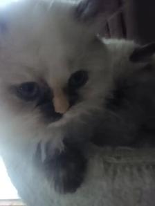 Beautiful Himalayan Ragdoll kittens - Photo 4