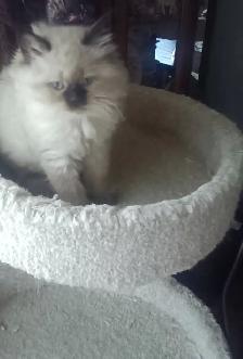 Beautiful Himalayan Ragdoll kittens - Photo 5