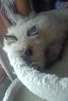 Beautiful Himalayan Ragdoll kittens - Photo 6