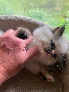 Beautiful Himalayan Ragdoll kittens - Photo 7