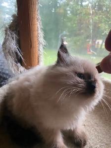 Beautiful Himalayan Ragdoll kittens - Photo 8