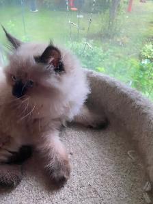 Beautiful Himalayan Ragdoll kittens - Photo 9