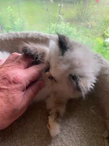 Beautiful Himalayan Ragdoll kittens - Photo 10