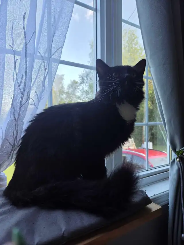 Chat qui se cherche une famille