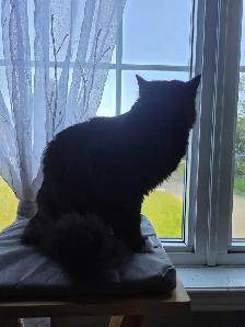 Chat qui se cherche une famille - Photo 2
