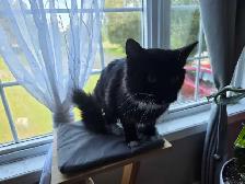 Chat qui se cherche une famille - Photo 3