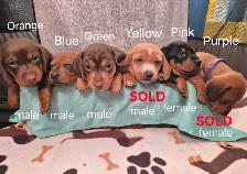 Miniature Smooth Coat Dachshund Puppies