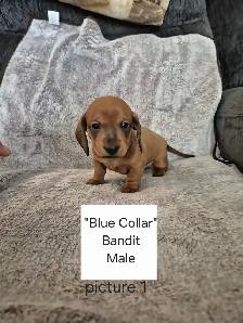 Miniature Smooth Coat Dachshund Puppies - Photo 2