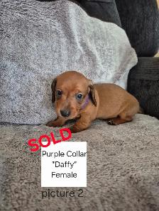 Miniature Smooth Coat Dachshund Puppies - Photo 3