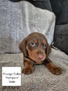 Miniature Smooth Coat Dachshund Puppies - Photo 4