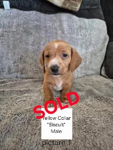 Miniature Smooth Coat Dachshund Puppies - Photo 5