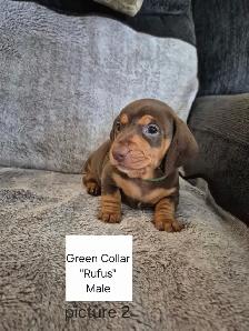 Miniature Smooth Coat Dachshund Puppies - Photo 6
