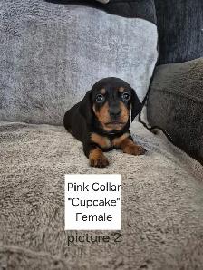 Miniature Smooth Coat Dachshund Puppies - Photo 7
