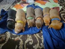 Miniature Smooth Coat Dachshund Puppies - Photo 8