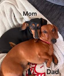 Miniature Smooth Coat Dachshund Puppies - Photo 9