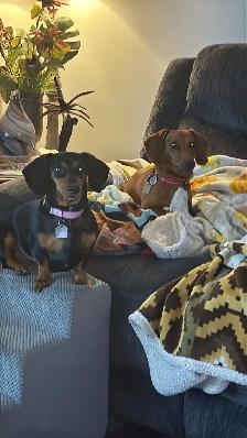 Miniature Smooth Coat Dachshund Puppies - Photo 10