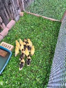 Muscovy ducklings