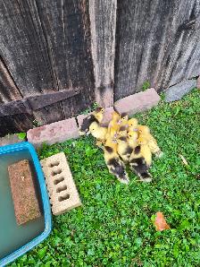 Muscovy ducklings - Photo 2