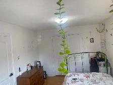 ONE Private BEDROOM FOR RENT $800 - Eglinton AVE & Creditview - Photo 11