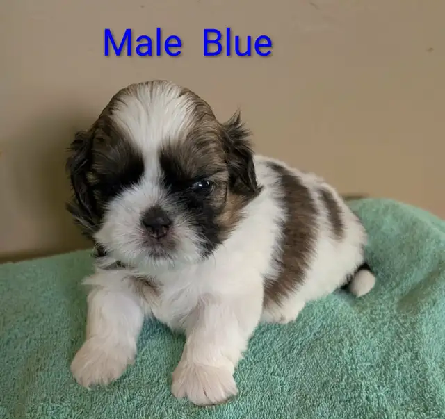 Shih Tzu Pups (TAKING DEPOSITS TO HOLD)