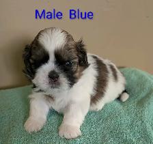 Shih Tzu Pups (TAKING DEPOSITS TO HOLD)