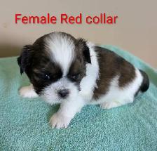 Shih Tzu Pups (TAKING DEPOSITS TO HOLD) - Photo 2