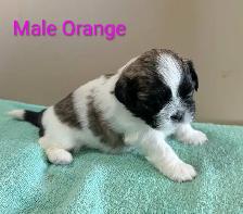 Shih Tzu Pups (TAKING DEPOSITS TO HOLD) - Photo 3