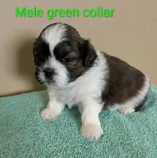 Shih Tzu Pups (TAKING DEPOSITS TO HOLD) - Photo 4