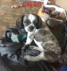 Shih Tzu Pups (TAKING DEPOSITS TO HOLD) - Photo 5