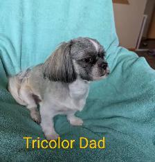 Shih Tzu Pups (TAKING DEPOSITS TO HOLD) - Photo 6