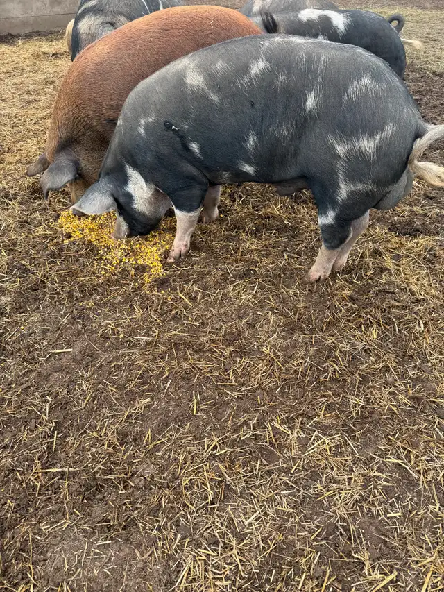 Berkshire Pigs for Sale