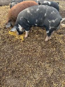 Berkshire Pigs for Sale
