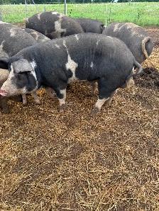 Berkshire Pigs for Sale - Photo 2