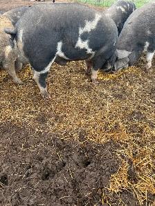 Berkshire Pigs for Sale - Photo 3