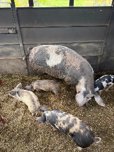 Berkshire Pigs for Sale - Photo 4