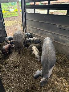 Berkshire Pigs for Sale - Photo 5