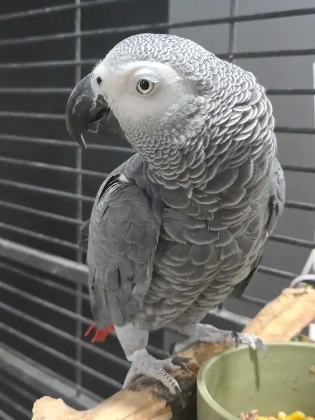 Female African Grey