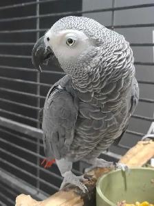 Female African Grey