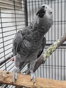 Female African Grey - Photo 2