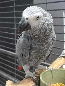 Female African Grey - Photo 3