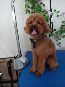 Grooming savings Back to School - Photo 2